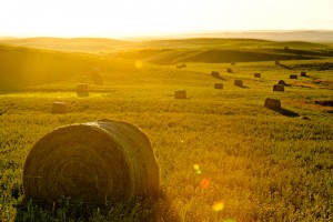 Agriculture