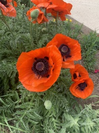Remembrance Day Services